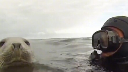 So there are angels in the sea too! #Seal #EverythingHasA Soul #Healing.