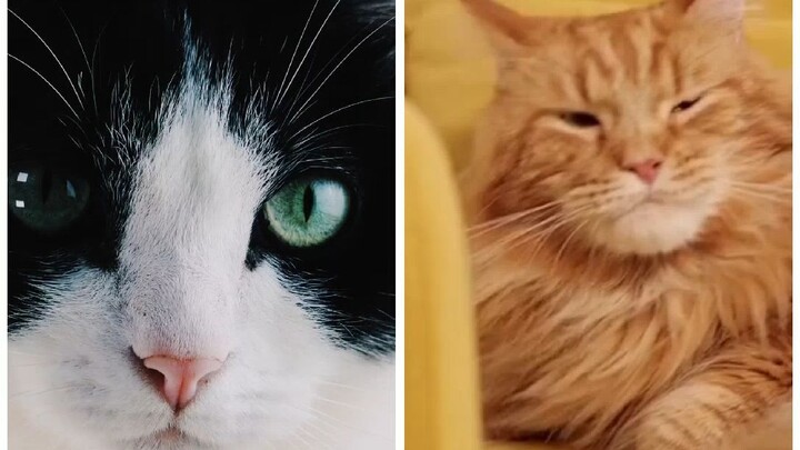 Cute Cats 🐈 Beautiful Cats