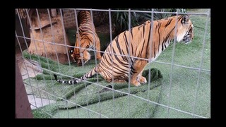 Tigers work with the lawn at night!