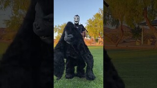 Unboxing my 8ft tall Gorilla Suit! 😳🦍 #halloween #mask #creepy #gorilla #unboxing #costume