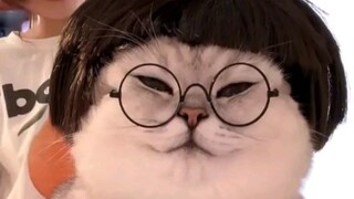 Ibu, aku melihat wajah lembut dan penuh kasih sayang pada kucing itu. Fen'er si senyum palsu profesi
