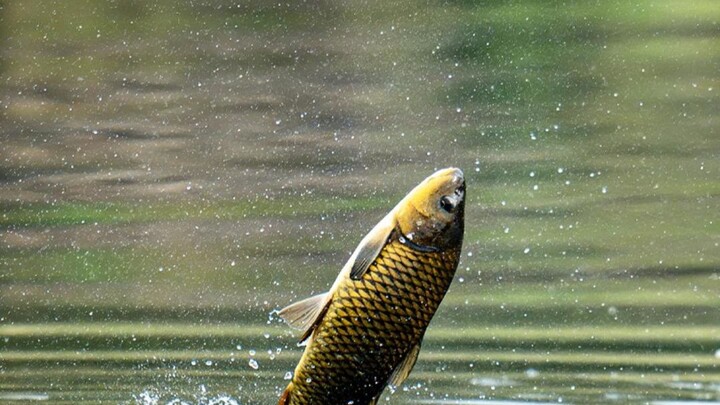 The kind man released a pregnant female carp; a year later, she returned with her whole family to re