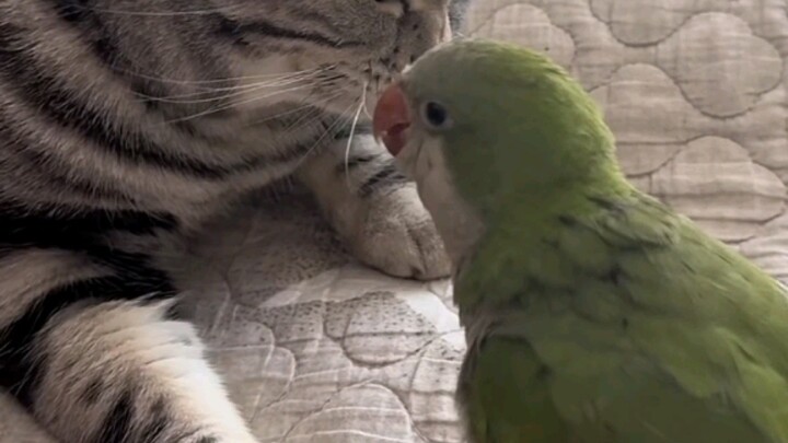 Cái đòn này ăn chẳng oan chút nào