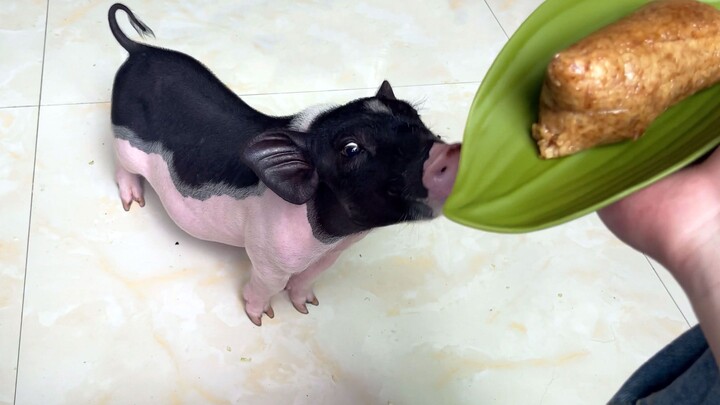 หมูน้อยของฉันเลี้ยงมาได้ 100 วันแล้ว ฉันอาบน้ำอุ่นให้มันเพื่อฉลอง