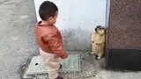 Kids with pets - video compilation