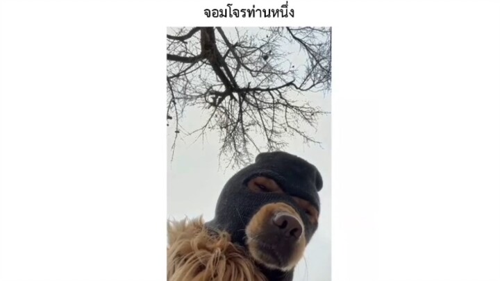 จอมโจรท่านหนึ่ง