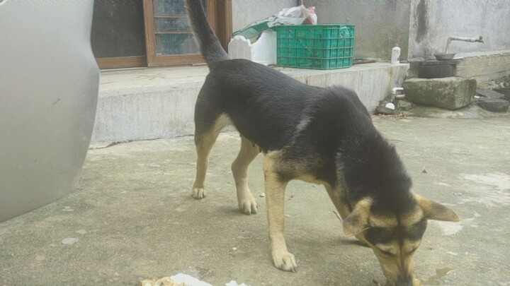 ให้มันได้กินพิเศษ ให้กินเยอะหน่อย……