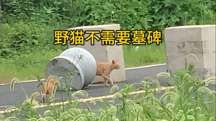 Will they come back? I don’t know.