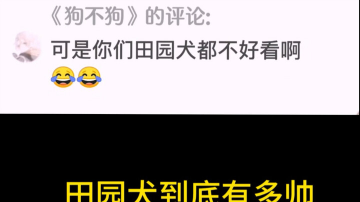 How Handsome Are Purebred Countryside Dogs?