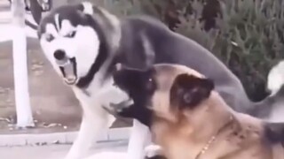 Husky Shouts The Most Hated Words