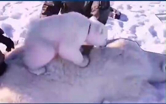 【Polar Bear】Rescuing an injured polar bear—baby won’t leave mom’s side!