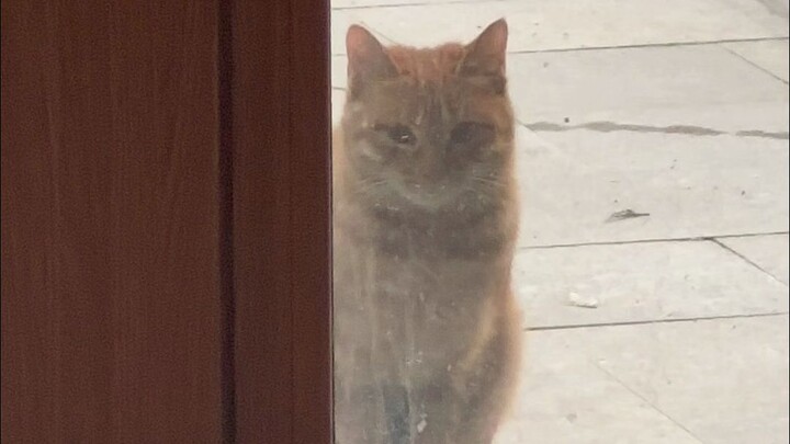 Surveillance has been upgraded!