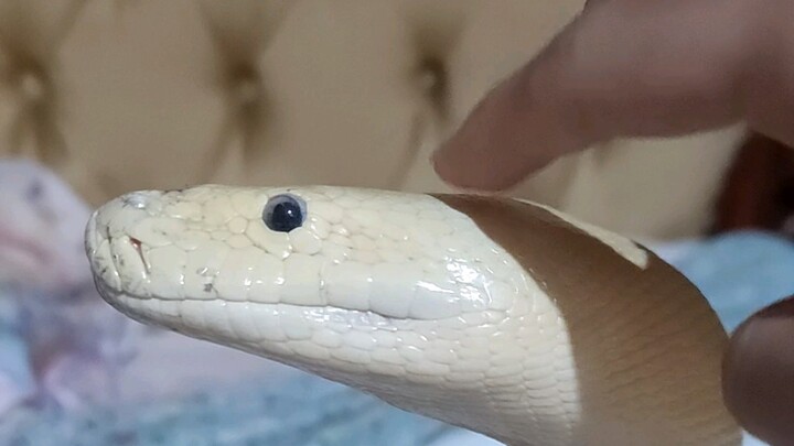 Ugly face, silly brush