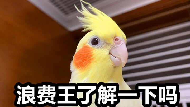 [Must-Read] Do You Really Want to Keep a Parrot?