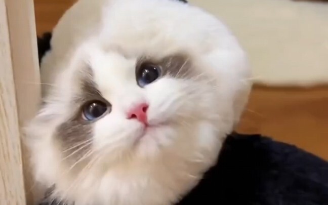 “แท็กสาวน่ารักที่สุดในโลกมาดูหน่อย”