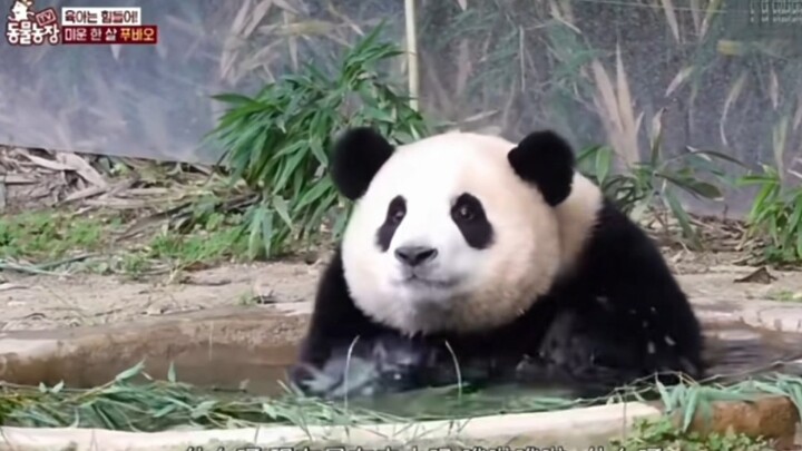I won’t let anyone still haven’t watched Fu Zhuzhu taking a bath.
