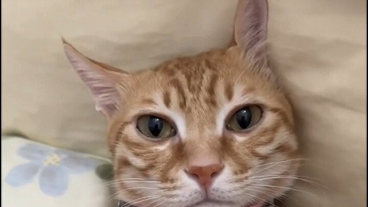 ตอนที่ฉันไปลูบแมวน้อยตัวอื่นข้างนอก พอกลับมาถึงบ้าน แมวของฉันดมออกมาก็เลย……