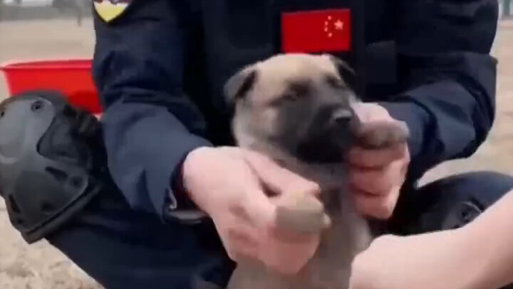 Chó cảnh sát được huấn luyện như thế nào!