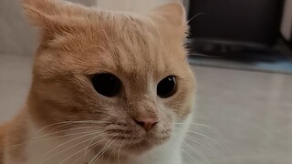 Jika Anda belum pernah melihat kucing marah