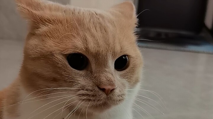Jika Anda belum pernah melihat kucing marah