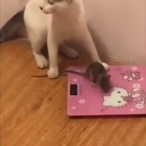 cat and mouse