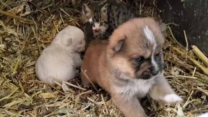 I really like puppies...