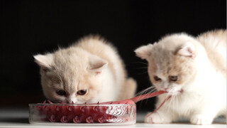 Octopus Sashimi for the Kittens