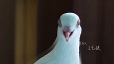 Những mảnh vỡ của ký ức cô EP 7 [Sub Việt]