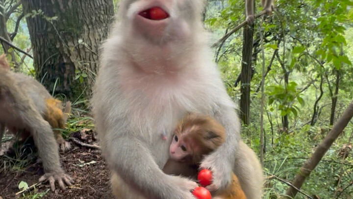 Can't swallow it anymore—finally, the little baby helps to swallow it together!