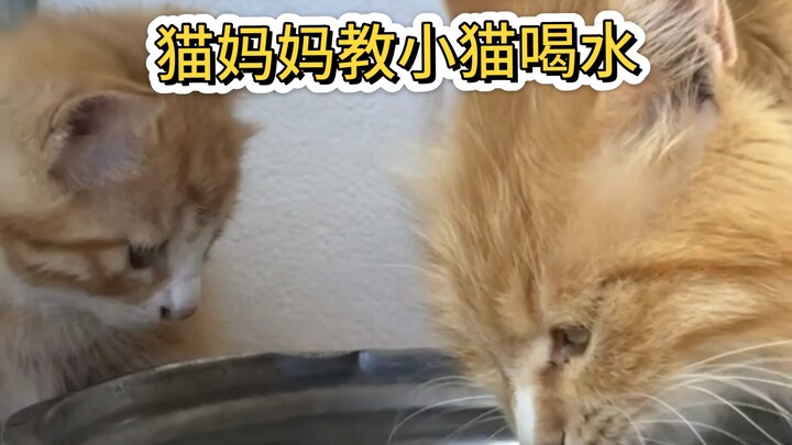 Kucing ibu: Aku hanya mengajar dua kali! Kucing ibu mengajari anak kucing minum air.