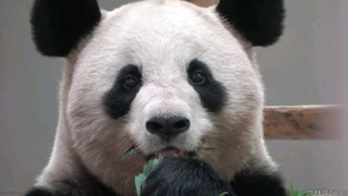 ซากุระฮามะสวยจริงๆ เหมือนสาวน้อยงี่เง่าเลย ฮ่าฮ่าฮ่า มิกกี้ดอกใหญ่ หัวกลมๆ บลัชออนสีเดียวกับพุง