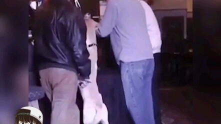 After being ignored by the bartender, the dog's next reaction was simply amazing!