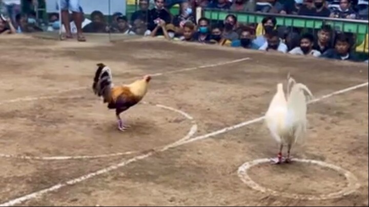 StanSid white cock sa Sta Monica
