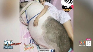 ทุบโต๊ะข่าว โอ้โห!"หมูแคระ"เริ่มเลี้ยงตัวนิดเดียว ผ่านพ้นปี เป็นหมูยักษ์ ทึ่งเชื่องและฉลาด 30/04/60