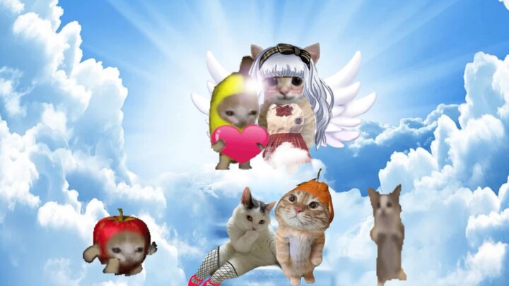 Sự xuất hiện của nữ thần đã khiến chú mèo chuối một lần nữa tin tưởng vào tình yêu.