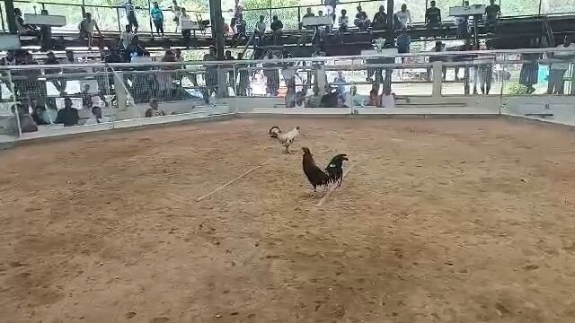 Super Lemon HMA 2x win walang Sugat taytay palawan