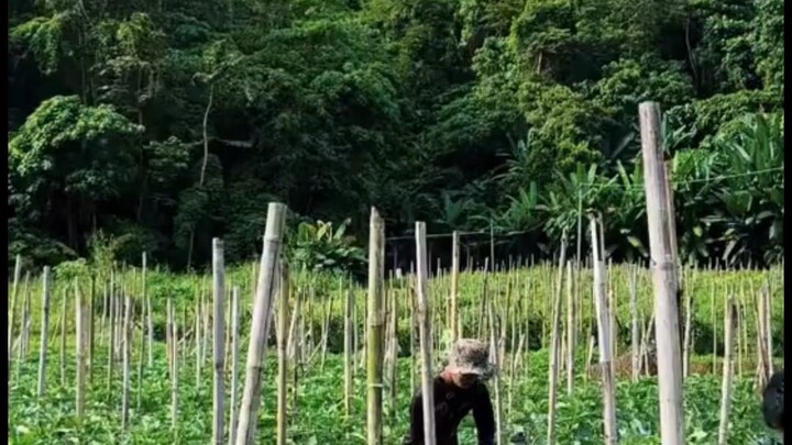 মিস্টি কুমড়া গাছে কাটিং চলছে #reelsvideoシ #NewsUpdate #followers #agriculture #malaysia