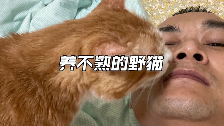 العصبية واللامبالاة والقسوة ليست خطأهم، ولا ينبغي أن تكون وصمة تُلصَق بهم؛ فالقطط المشردة البالغة يم