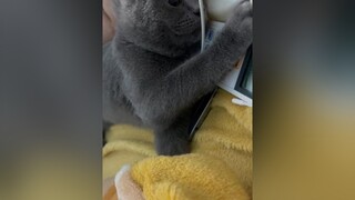 Cô chú có thấy con hông ạ.. thấy con cho con 1 tym nhé cô chú mèoanhlôngngắn mèo meocute cat thucung TVSHOWHAY ancungtiktok LearnOnTikTok