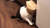 Netizen Jepang: Kucingku Menjelajahi Rumah Dengan Kantong di Kepala