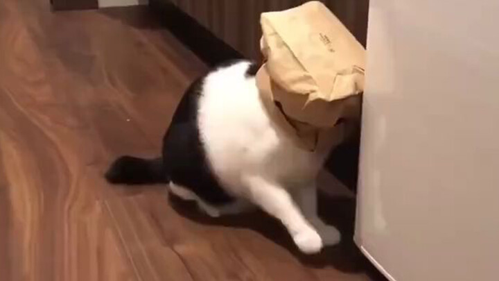 [Pets] A Japanese Kitten Happens To Be A Paperbag Lover