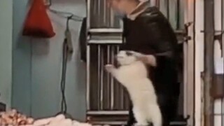 有的小猫咪就是欠收拾！！！