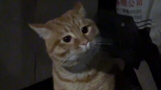 City Cat: "Do all the cats in your village (choke) (choke) curse so harshly? (fighting back tears) (