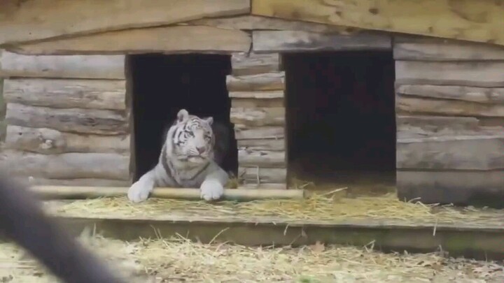 No IQ needed when facing sheer power.