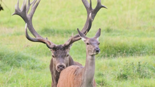 شأن اللو لو، استمرار الحياة!