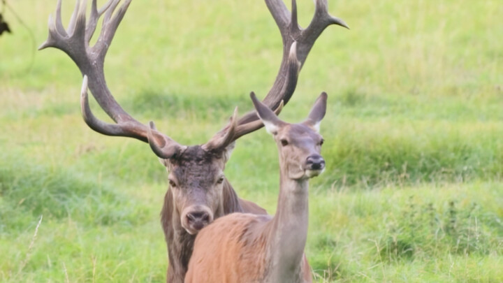 The deer's affair, the continuation of life!