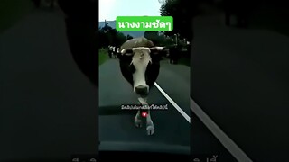 นางงามชัดๆ