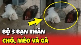Độc lạ Chó, Mèo và Gà SỐNG CHUNG thân thiết như BẠN THÂN tại Việt Nam 😮 | Yêu Lu