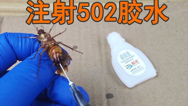 What Happens When You Inject “502 Glue” into a “Cockroach”?