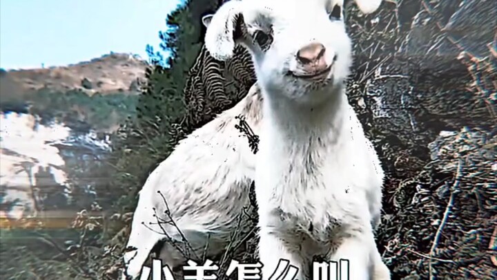 小羊怎么叫 man